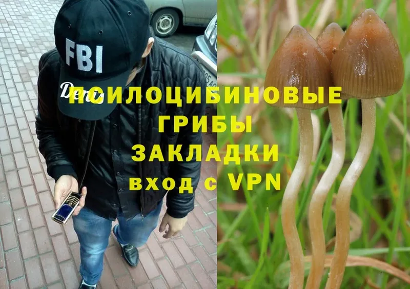 Псилоцибиновые грибы Psilocybe  закладки  Малая Вишера 